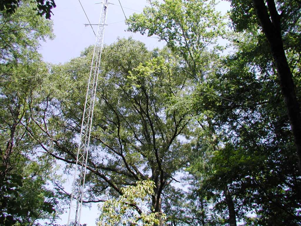 Oak  tree in the center of picture shared a lightning strike with the tower. 65 feet between tower and tree base. The blown-off bark strip can is just visible on the right side of the tree (in this view).